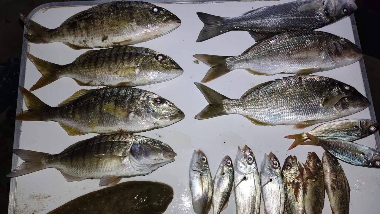 أفضل شاطئ بامتياز لصيد سمكة الحنبل(الرمولي) - Le marbre - Surfcasting