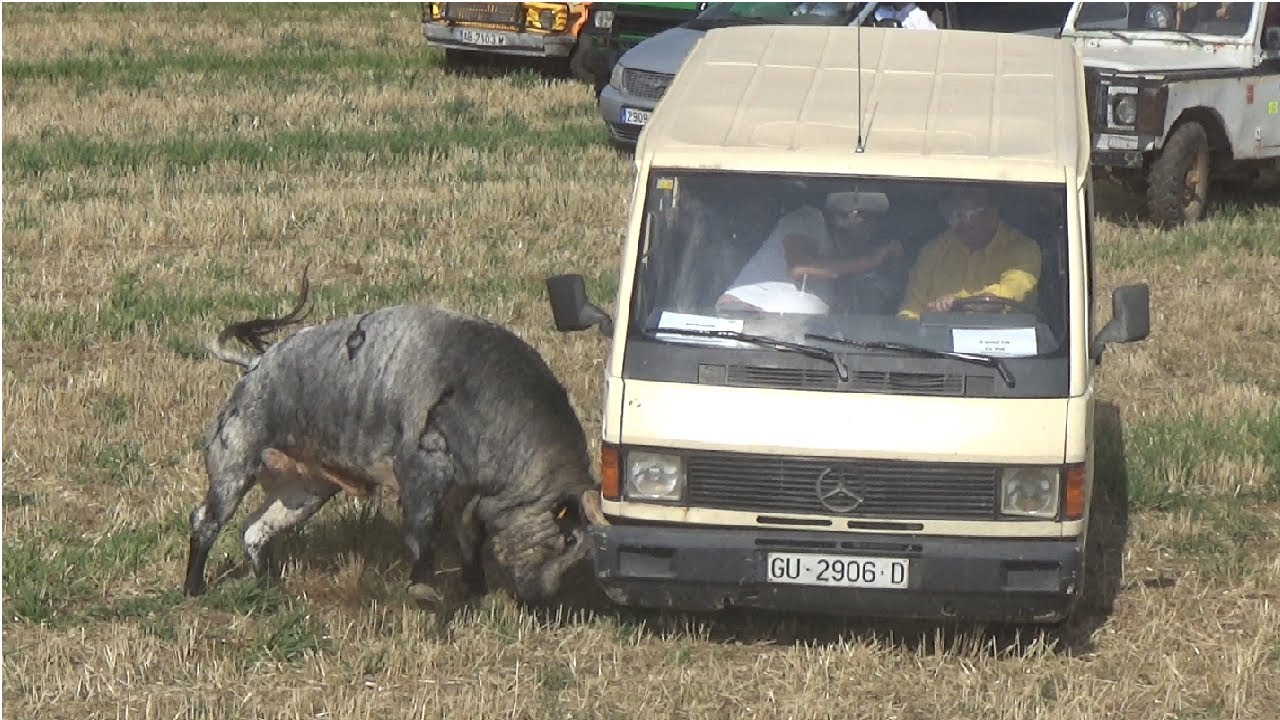 Y ESA FURGONETA? 2º ENCIERRO por el campo en HORCHE (FERIA CHICA) 2019