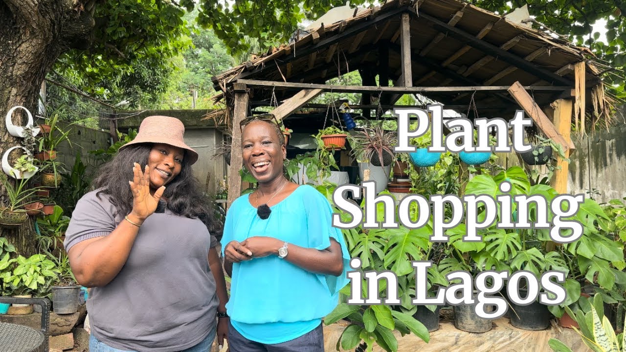 How to go plant shopping like a pro