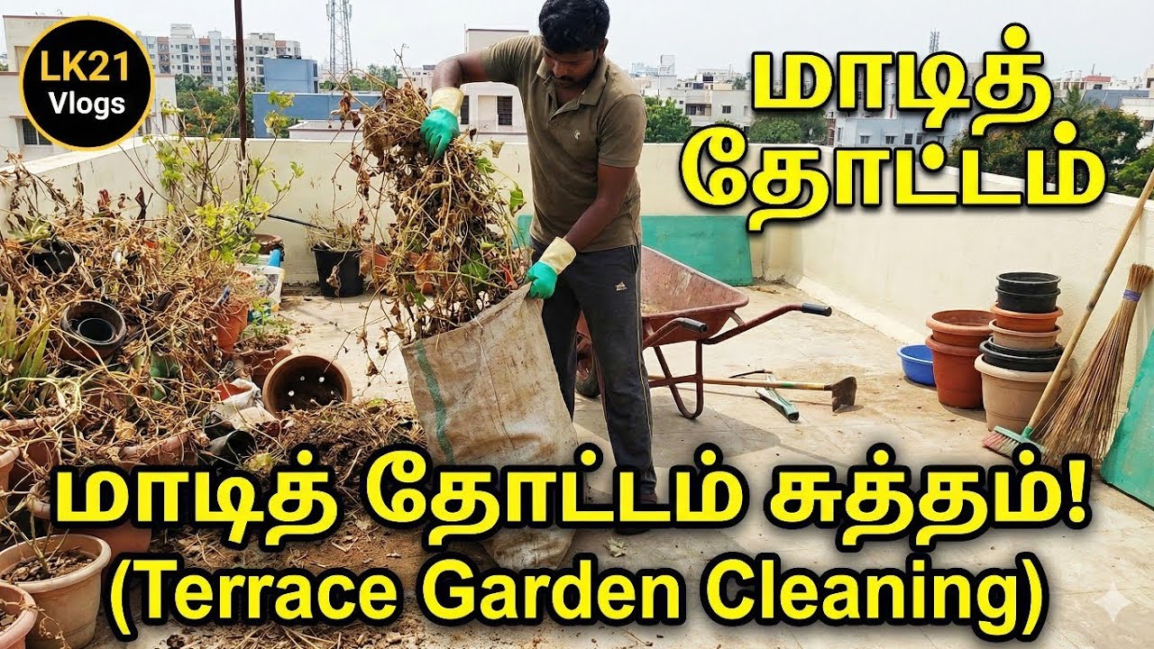 மாடித்தோட்டம் சுத்தம் terrace garden cleaning work