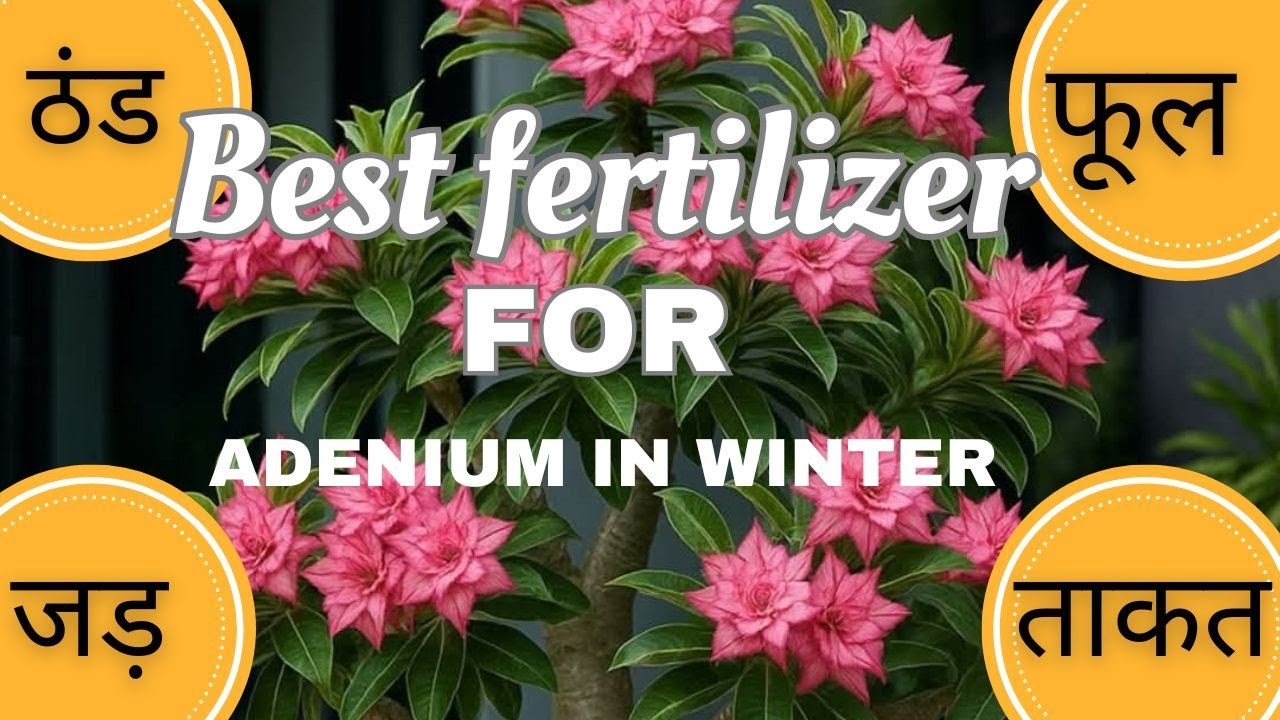 Best Fertilizers for Adenium Bloom | Complete Guide to Boost Flowering and care from winter 