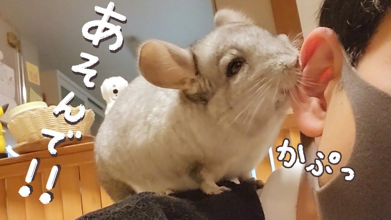モルモットとチンチラの世話を頑張る飼い主の平日【日常10】