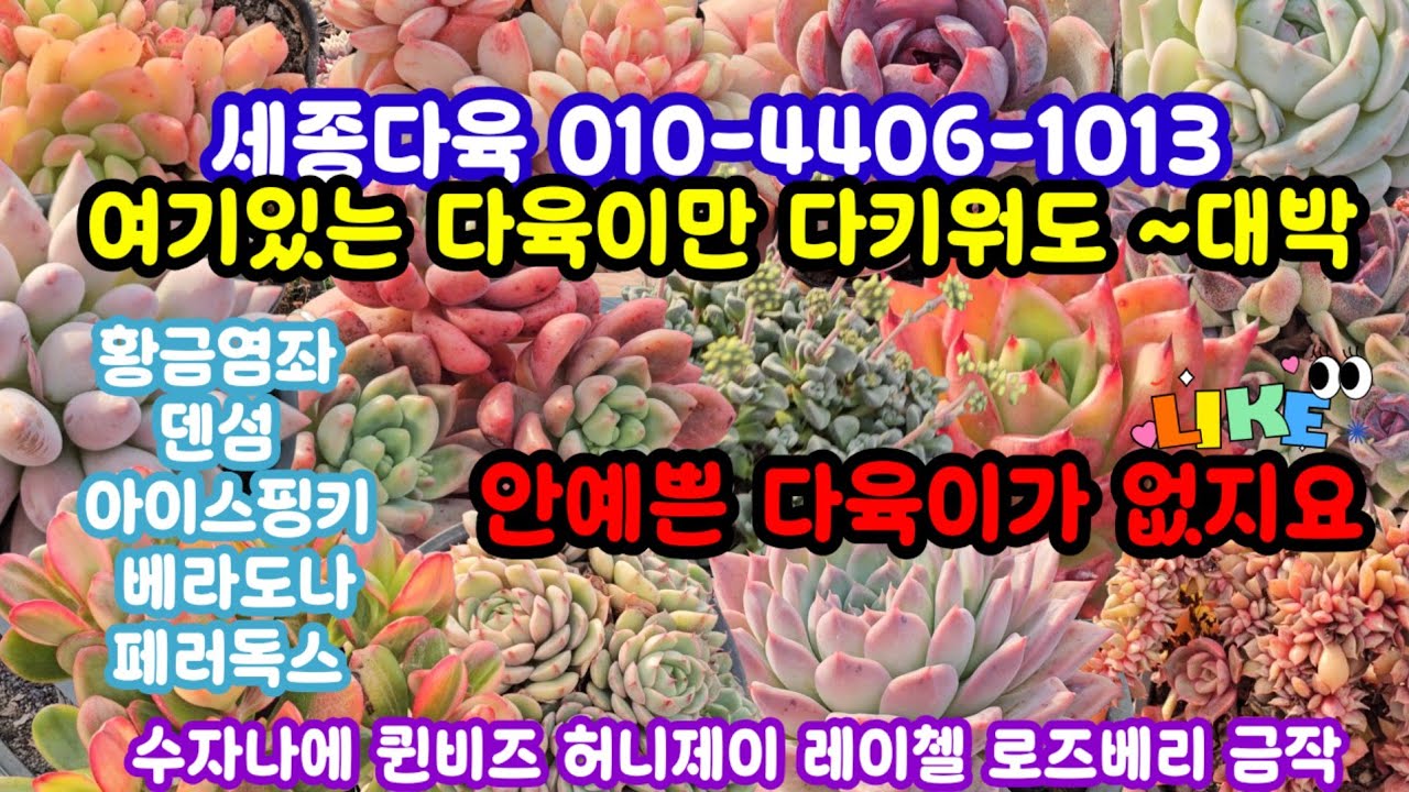 #다육이 쇼핑 #세종다육 010-4406-1013(26.2.4.)🌸예쁘고 건강하고 착한 다육이로 득템 하세요 🤗