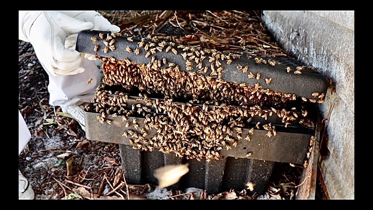 HUGE HIVE!  Future Beekeeper Screwed Up My Removal, but Helps Me Fix It!