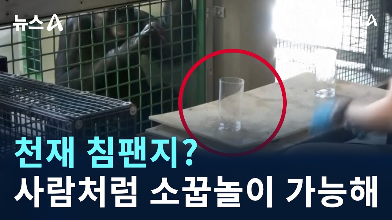 천재 침팬지?…사람처럼 소꿉놀이 가능해 / 채널A / 뉴스A