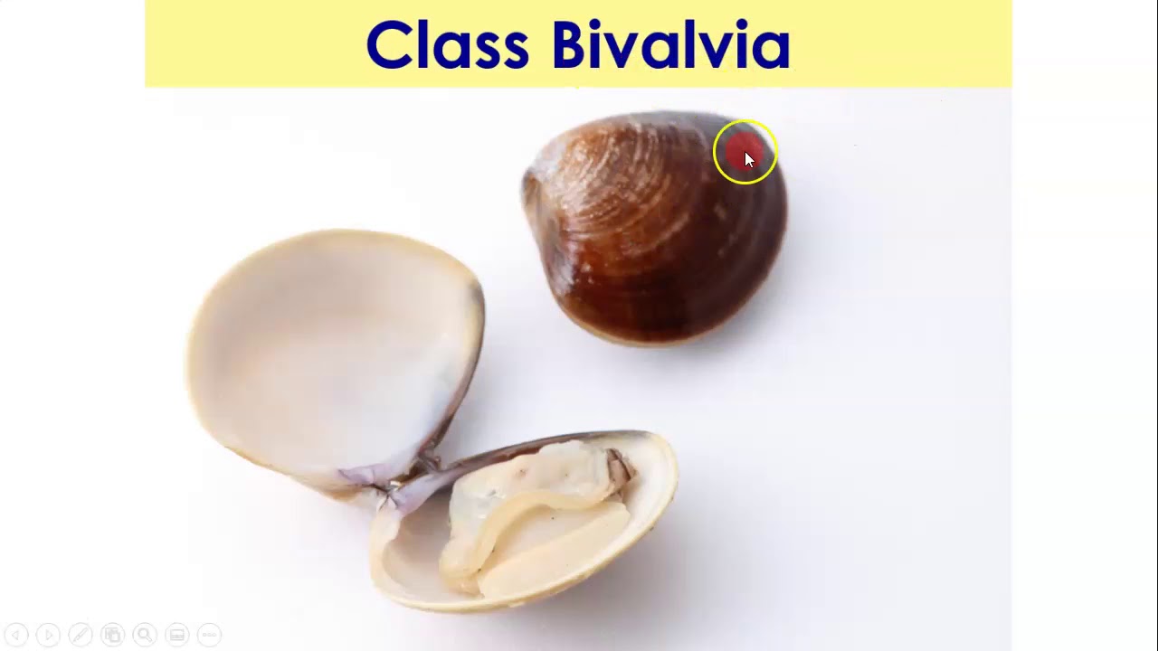 Gastropods and Bivalves