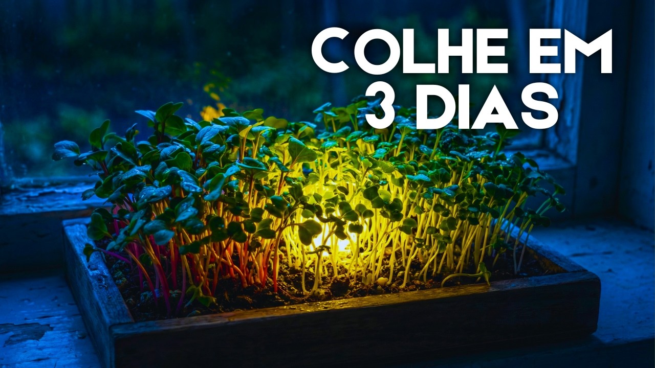 Microverdes: Como Cultivar em Casa Gastando Quase Nada!