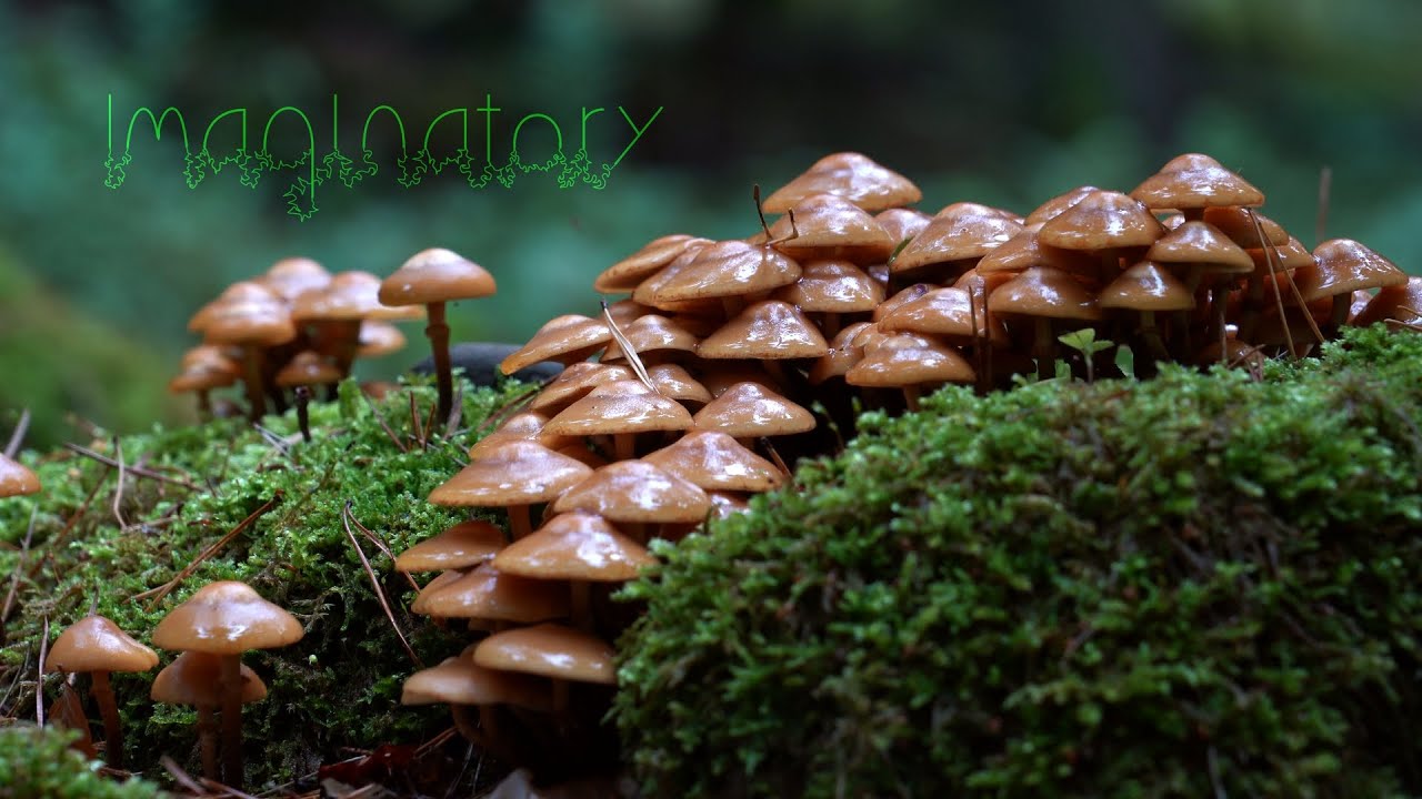 The Unseen. 5 Minute Nature Meditation: Imaginatory