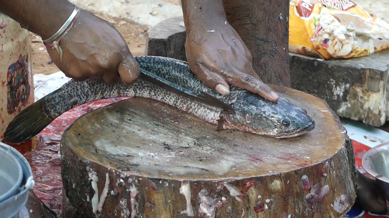 Big Koramenu Fish Skinning And Chopping | Fastest Fish Cutting Skills | LIVE Fish Cutting