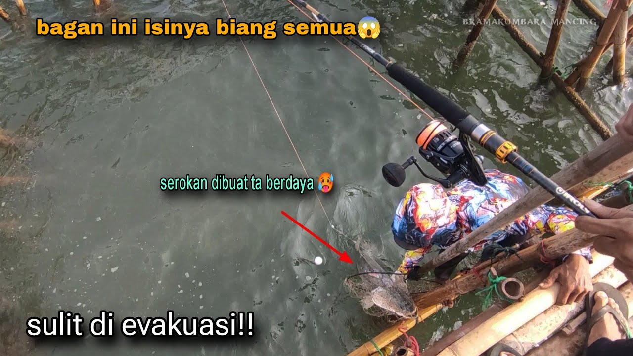 mengerikan!! perlawanan barramundi sebesar badan manusia 😱