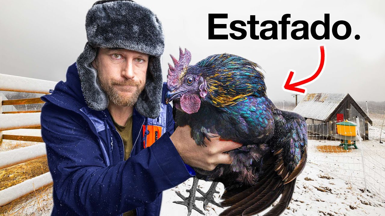 Nos ESTAFARON en los huevos para incubar de eBay