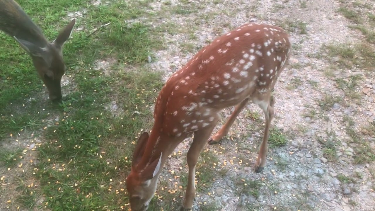 Whitetail Deer Dried Blood On The Buck — The Hillbilly Hoarder