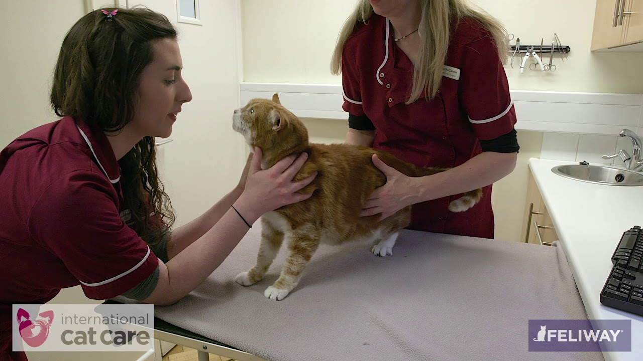 Performing a health examination