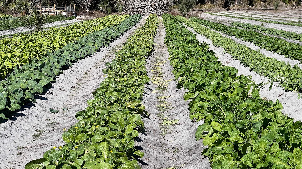 Lots of healthy and beautiful vegetables at Mr. and Mrs. Nyiaj Ntsuam’s farm 