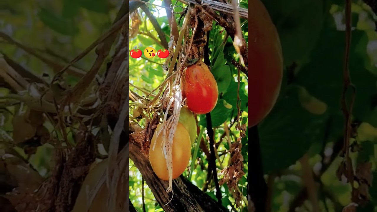 Tomato farming videos, tomato shorts videos, tamatar ki kheti, 