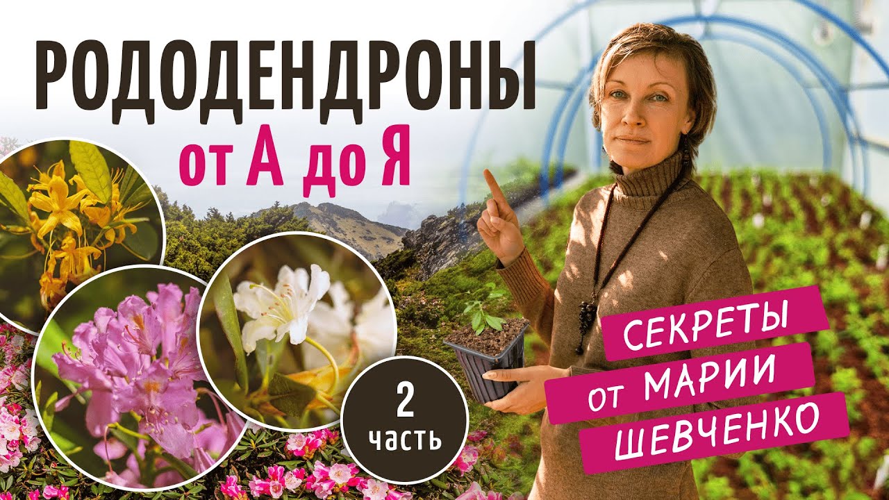 Как вырастить рододендроны без ошибок? Мария Шевченко делится опытом