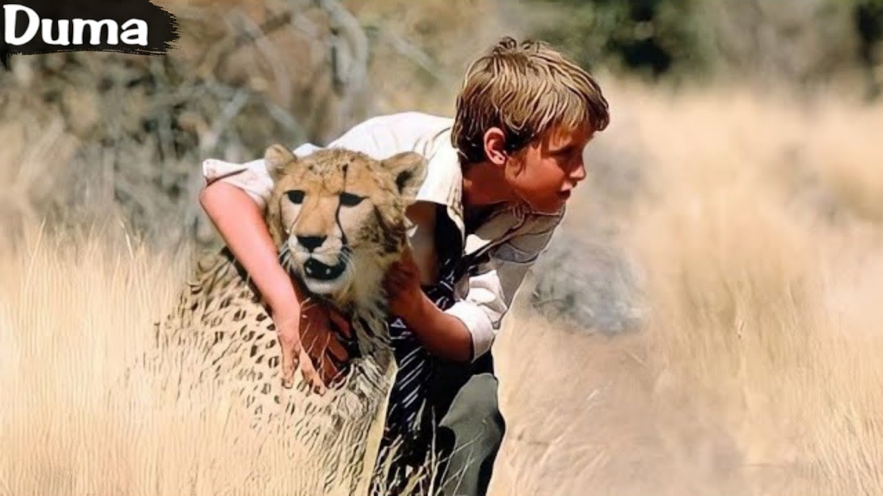ولد قام بتربية فهد نادر كحيوان أليف🐆 وأخذه معه إلى المدرسة لكي يحميه من المتنمرين🔥|| ملخص فلم 🎦 Duma
