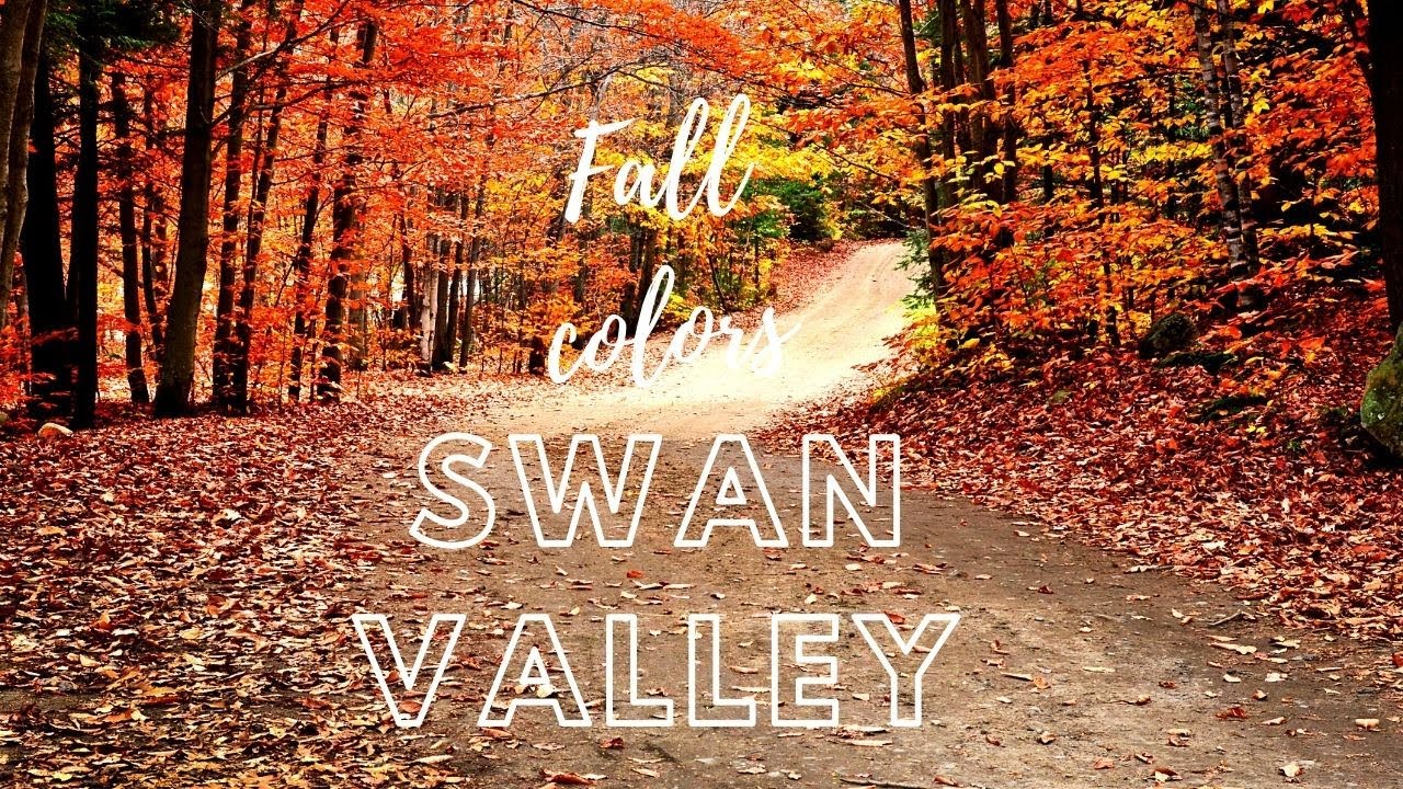Fall Color Scenic Drive near Swan Valley | Fall Colors Beautiful Drive | Idaho Fall Colors 2020