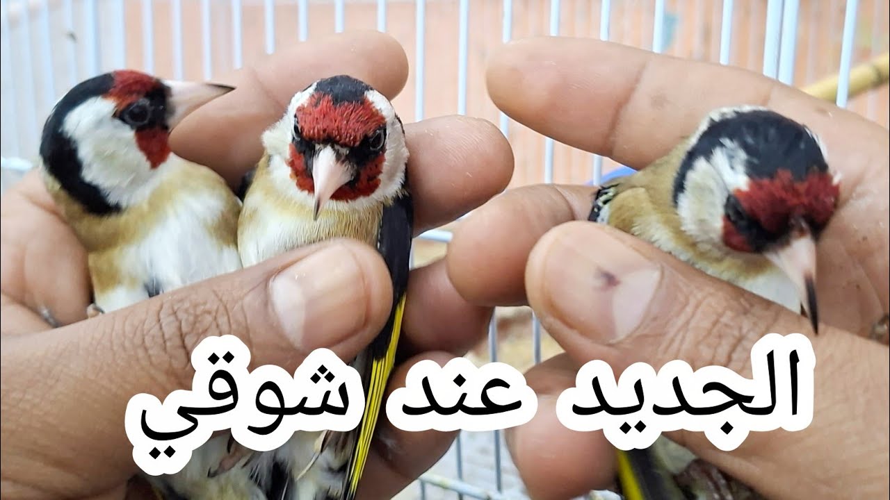 الجديد عند شوقي طيور الحسون جدور قدام ذكور 120dhو إناث 50dh مرحبا بالجميع فرجة ممتعة 