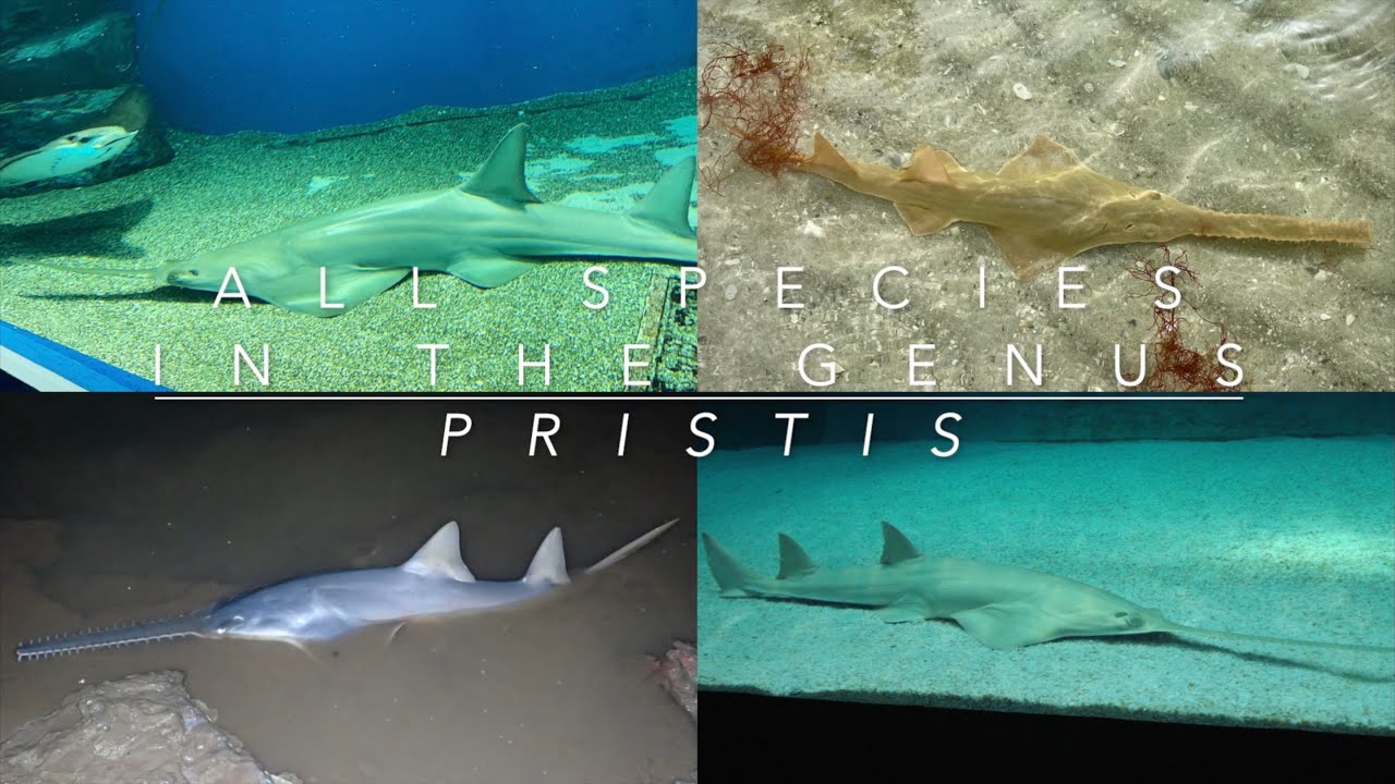 All Species In The Genus - Pristis