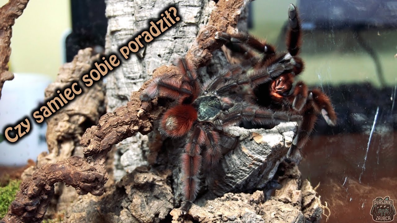 KOPULACJA Caribena versicolor!  Będzie coś z tego?