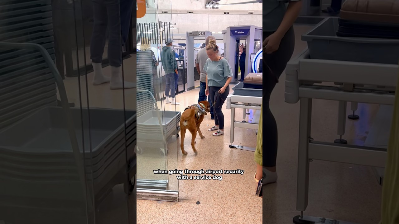 Important✈️ airport security info for Service Dogs #servicedog
