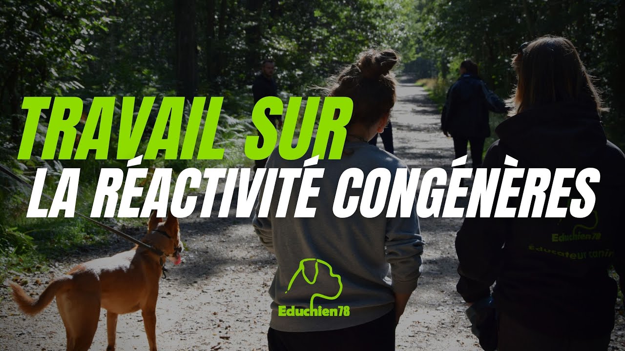 Le travail de la réactivité congénères - EDUCHIEN78