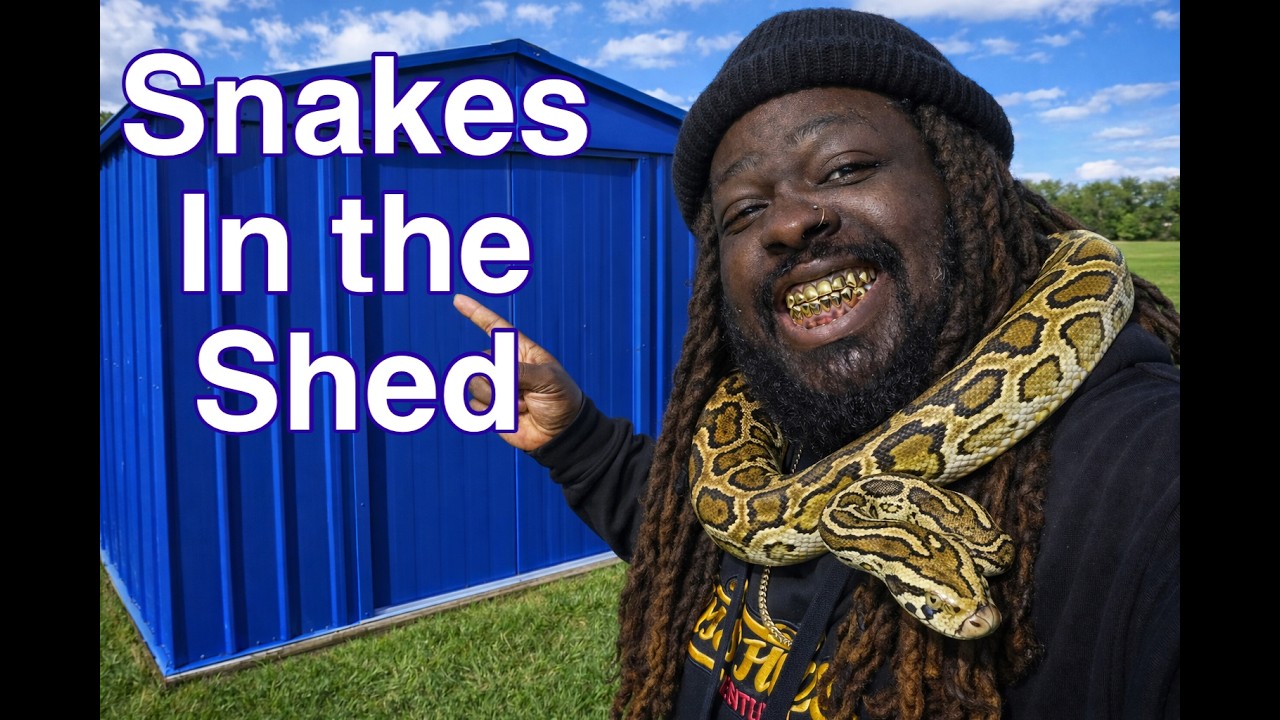 SG VLOG #10| I CONVERTED A UTILITY SHED INTO A SNAKE ROOM