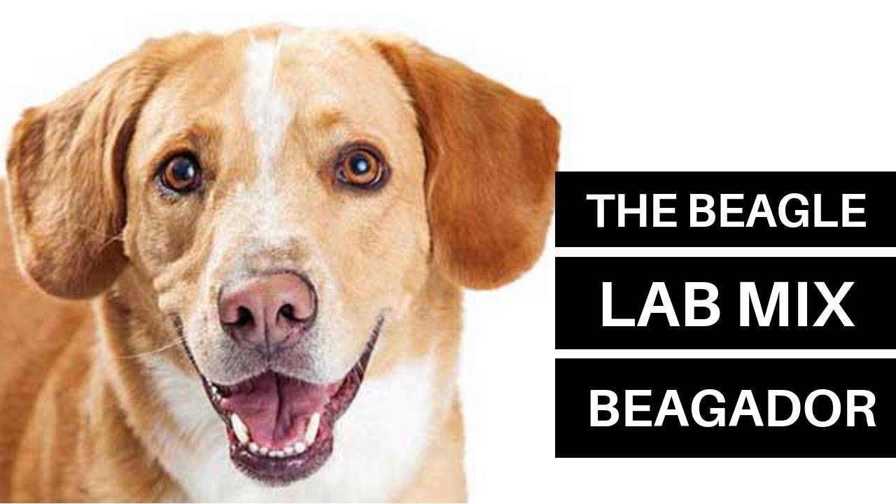 All About The Beagle Lab Mix (The Beagador)