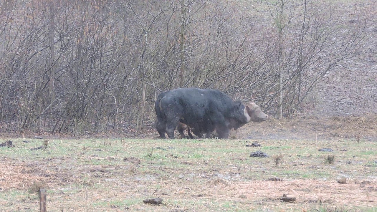 BULLFIGHT, Waco, Kentucky