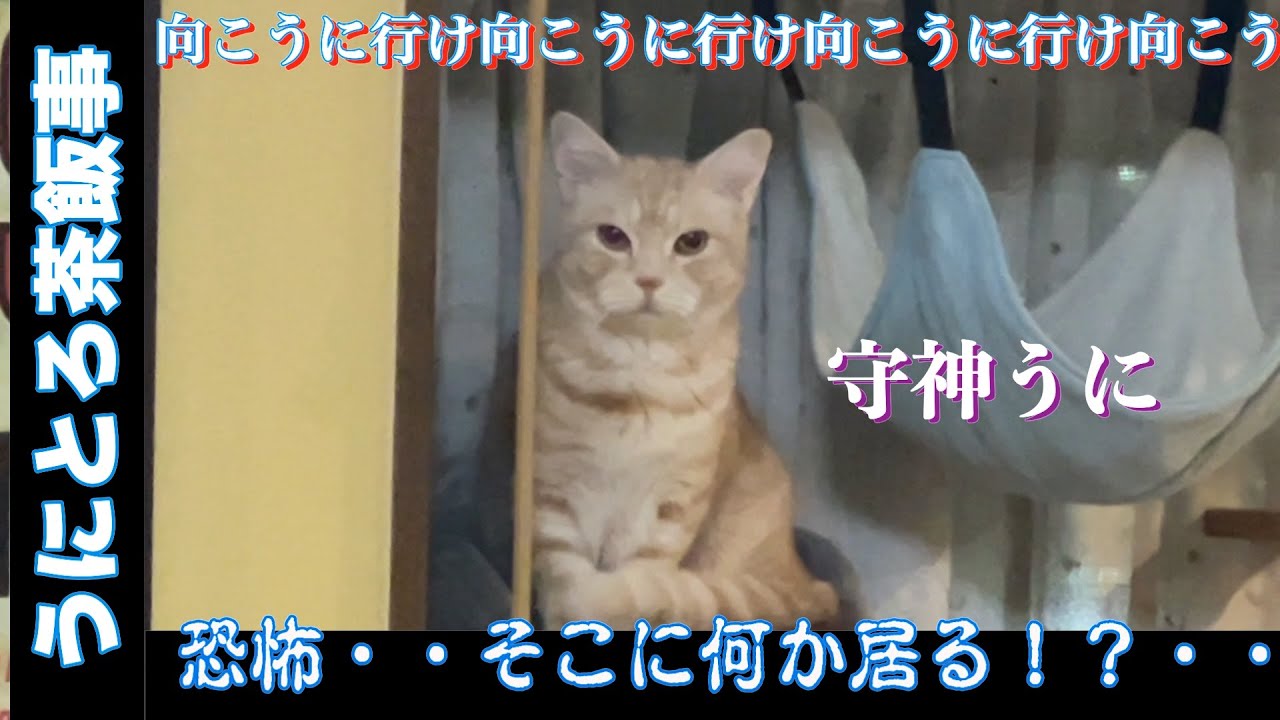 うにとろ茶飯事855　恐怖！何かが見える「うに」　〜マンチカン「とろ」と「うに」の日常風景〜　#猫動画　#マンチカン #猫 ＃おもしろ猫 #猫かわいい　＃チワワ