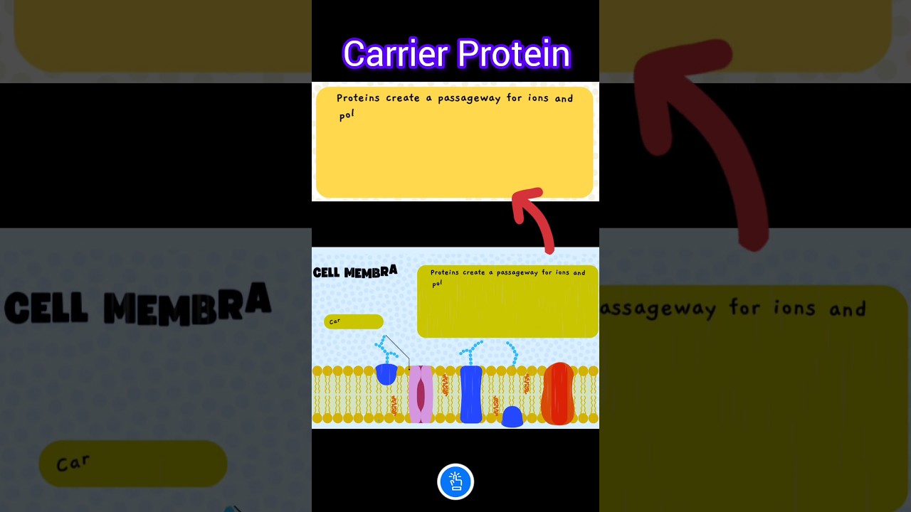 What is role of Carrier Protein? Cell Membrane Structure.. Plasma membrane