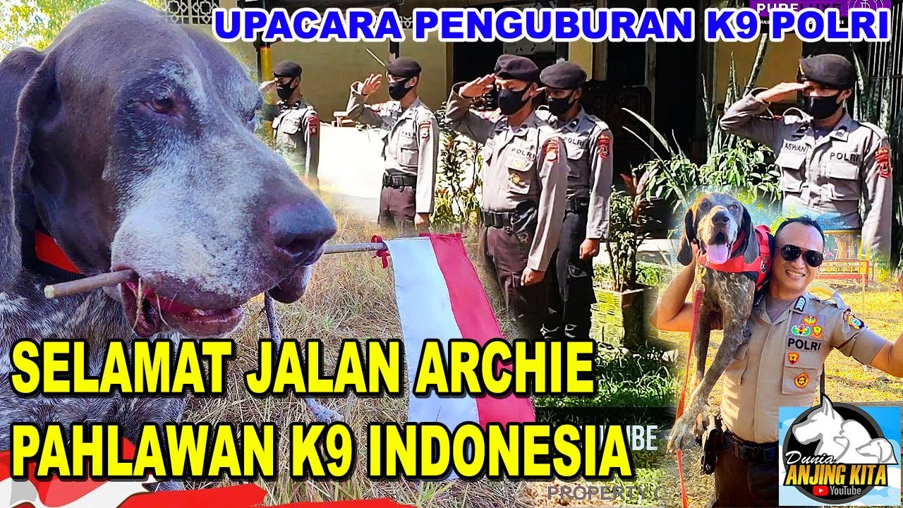 RIP ARCHIE K9 HERO - SELAMAT JALAN ARCHI K9 SAR POLRI - ANJING GERMAN SHORTHAIRED POINTER