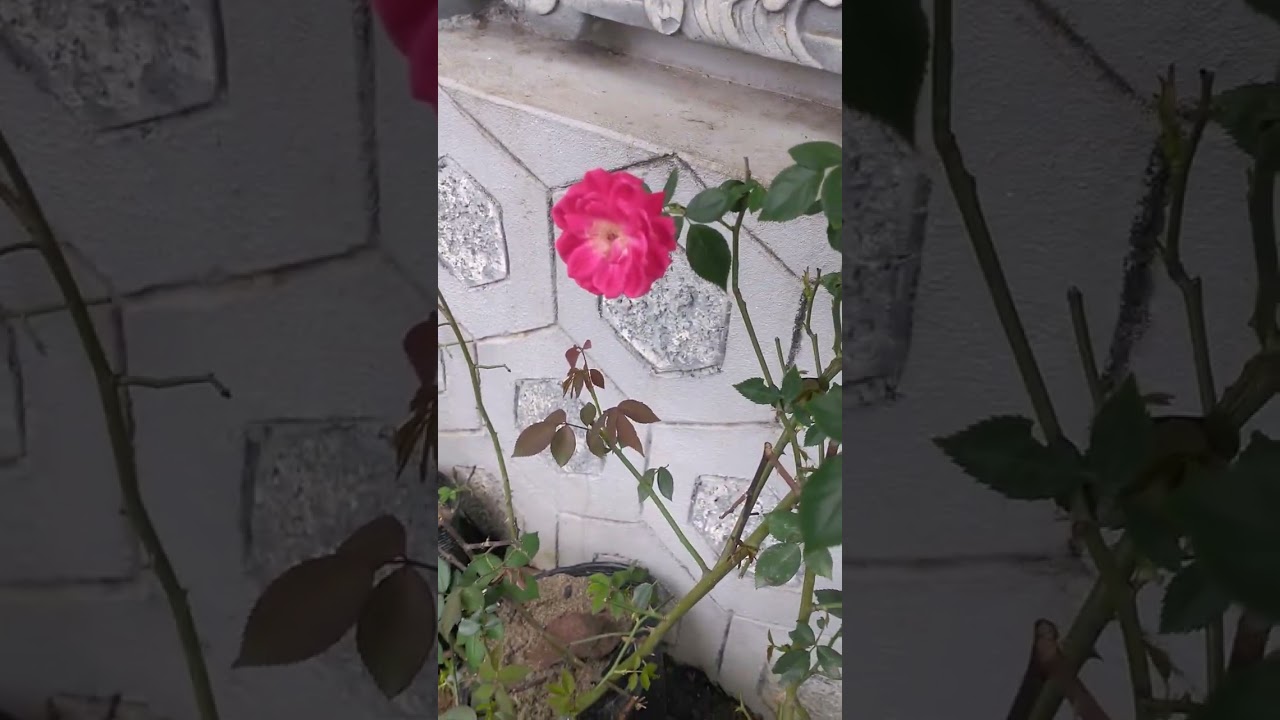 Kết quả dâm cành  Cổ Huế sau 45 ngày 