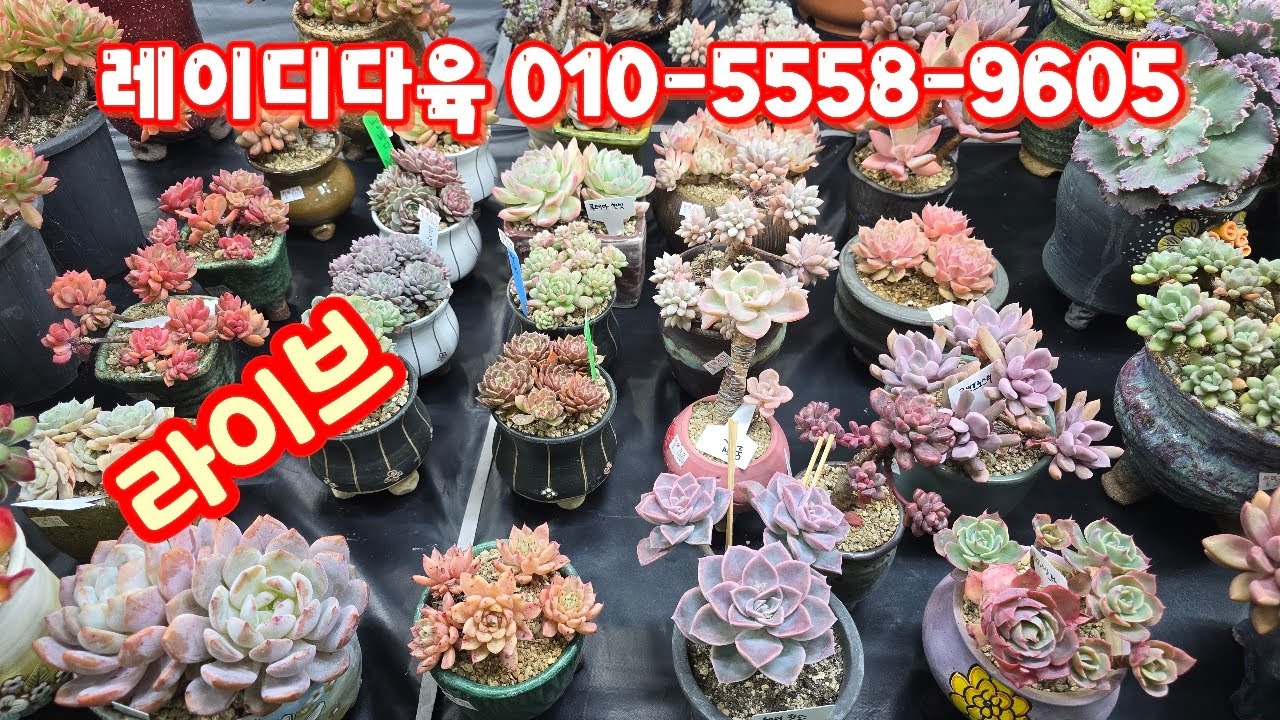 💥[1월 23일 라이브]레이디다육 010-5558-9605(카드결제가능)묵은둥이 군생들~♡