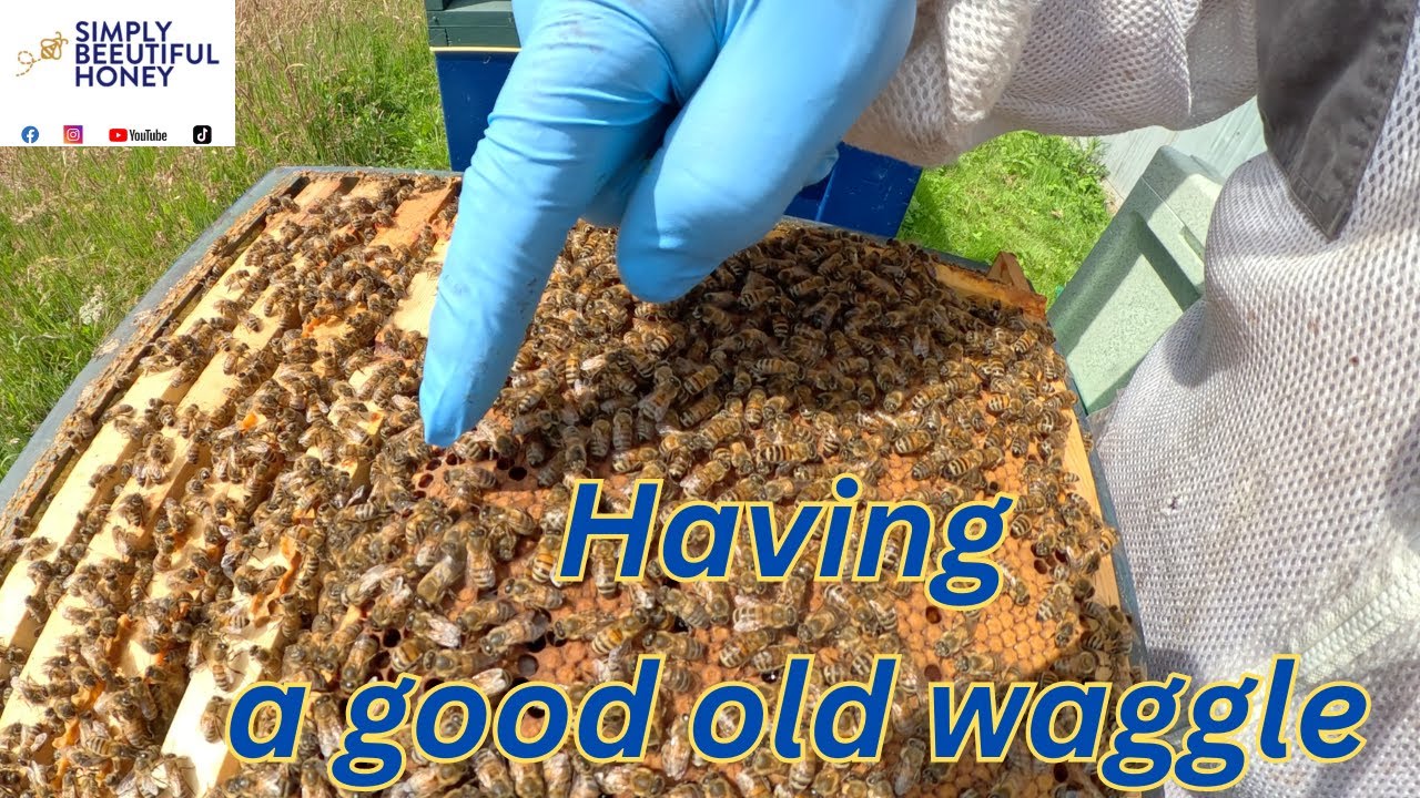 Simply Beeutiful Honey, Field bean update, live waggle dance