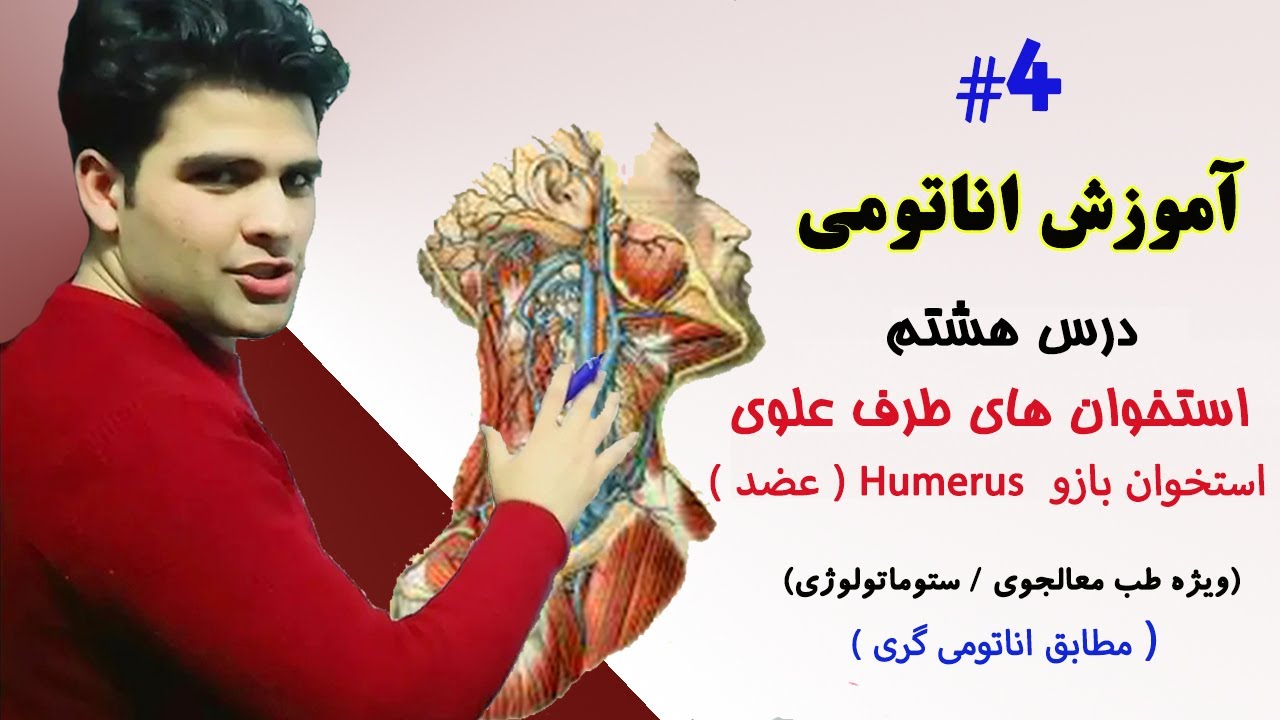Anatomy lesson 8 | اناتومی درس هشتم