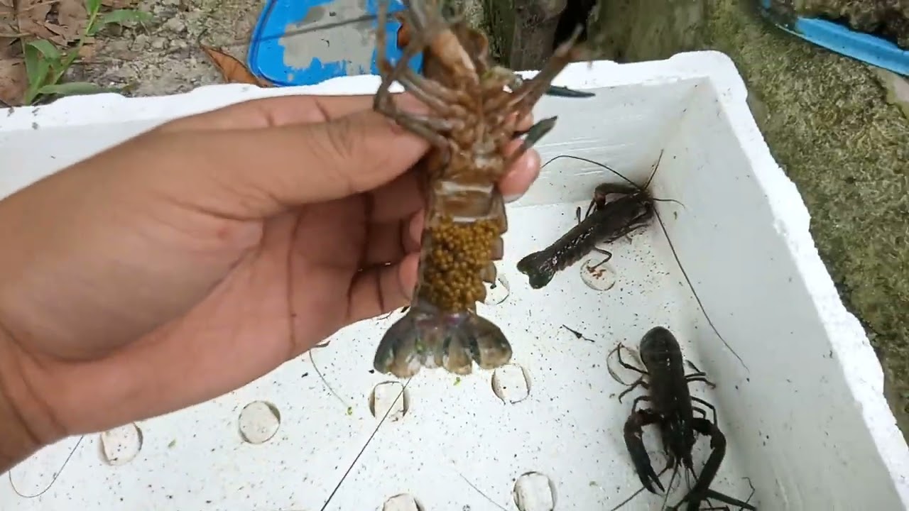 8 berried female crayfish