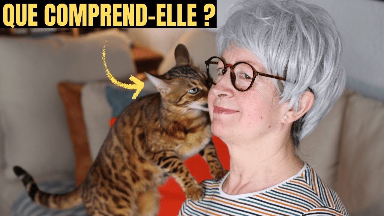 Combien les chats comprennent-ils quand on leur parle ?
