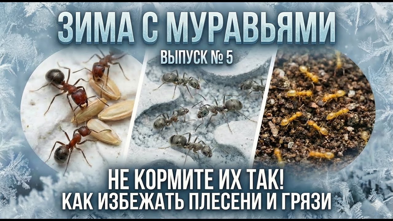 НЕ КОРМИ ИХ ТАК! 🚫 Как избежать плесени и грязи | Зима с муравьями (выпуск № 5)