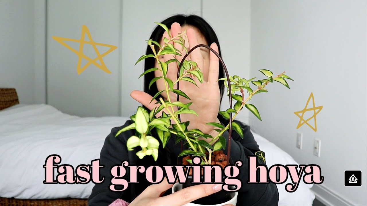 Top 5 Fastest Growing Hoya In my Collection