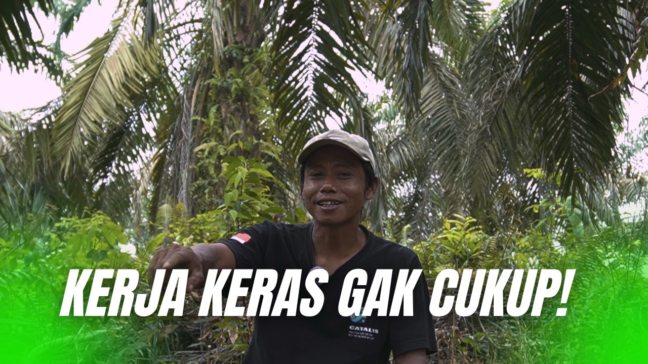 Kerja Keras Saja Tidak Cukup! Cara Buruh Panen Sawit Bisa Punya Kebun Sendiri
