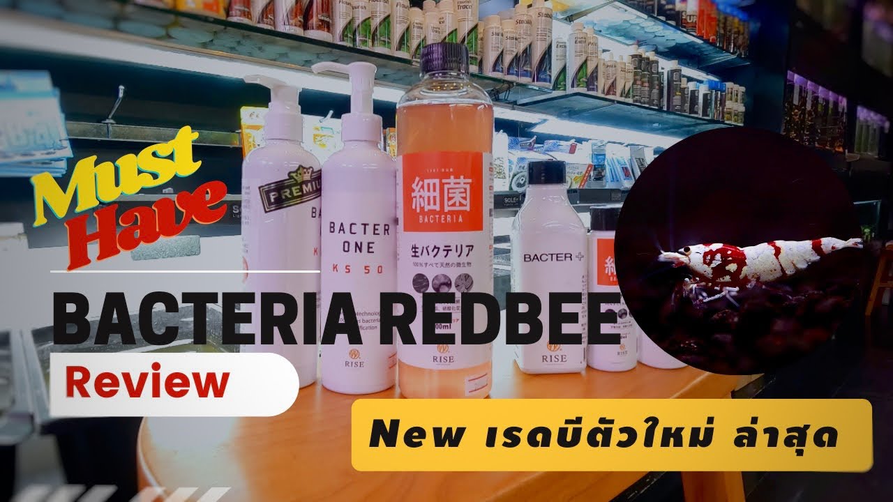 Review bacteria redbee tank แบคทีเรียตู้กุ้งเรดบี แข็งแรง สีสวย กุ้งเรดบีใหม่สุด New Tiger Bee