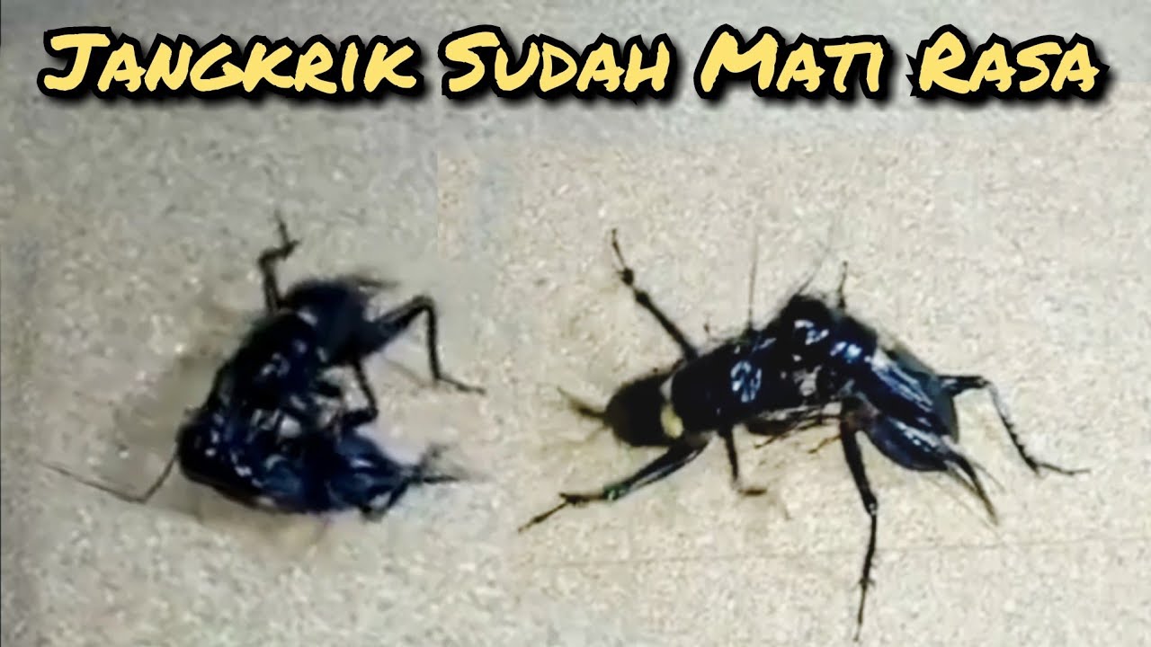 jangkrik tua gila sudah mati rasa