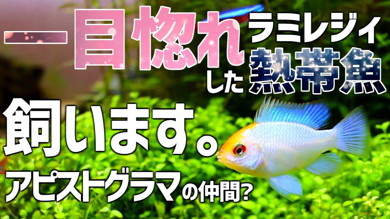 綺麗すぎて一目惚れした熱帯魚を紹介！アピストグラマの仲間？ホワイトパステルブルーラミレジィ#55【アクアリウム】