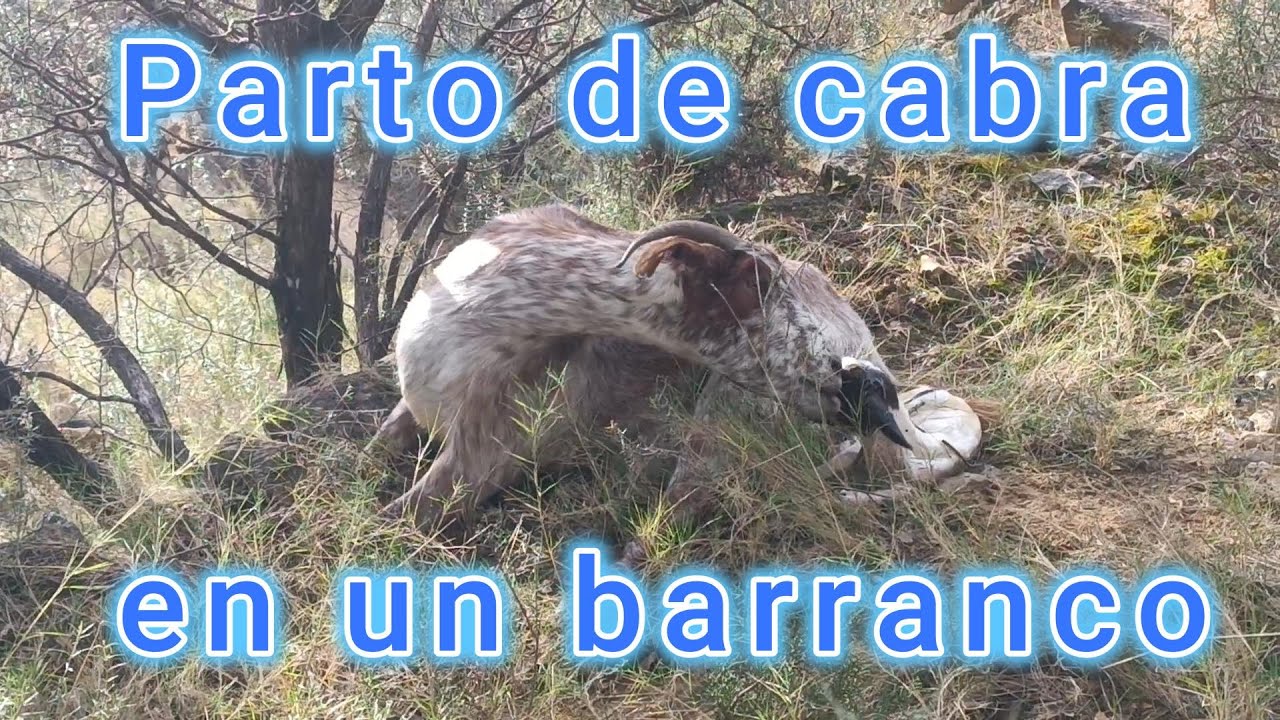 Parto de cabra en un barranco