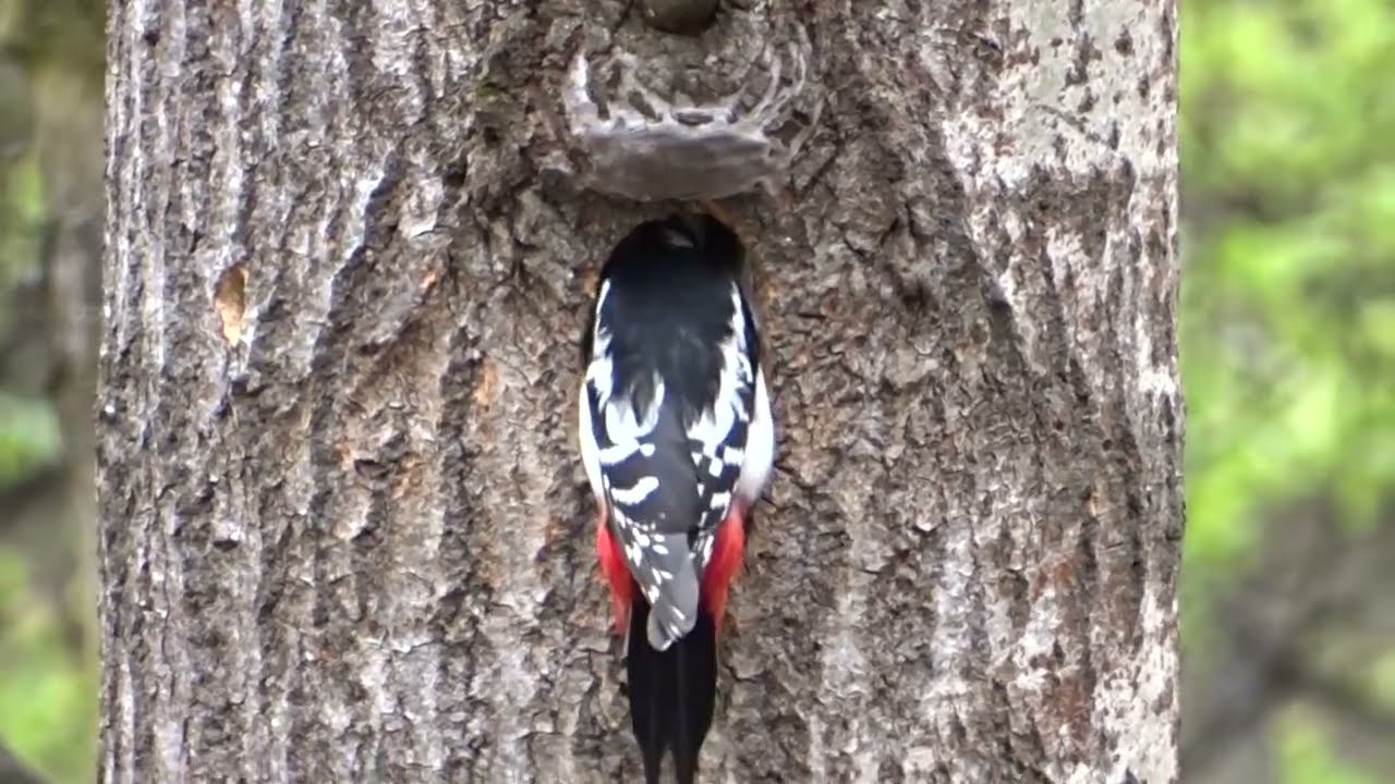 Didysis margasis genys / Dendrocopos major / Great Spotted Woodpecker