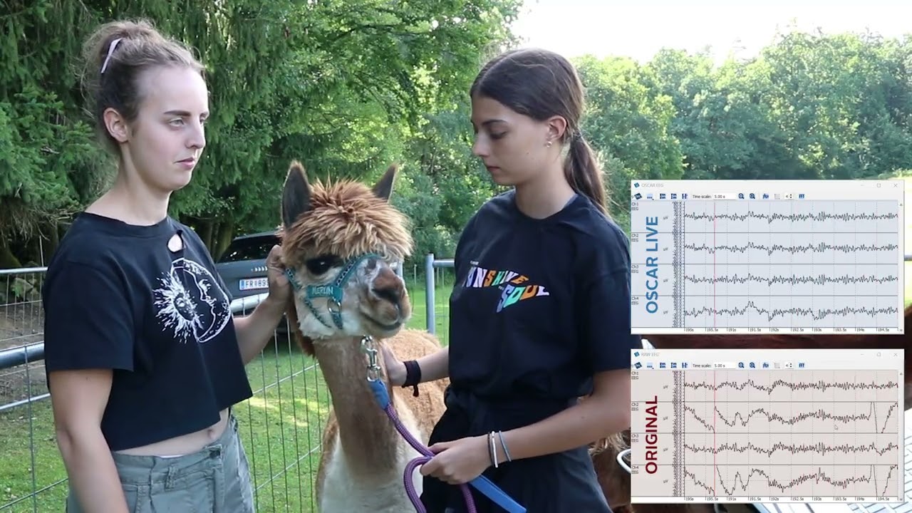 Measuring EEG from an ALPACA with the UNICORN BCI CORE-8 | Alpha