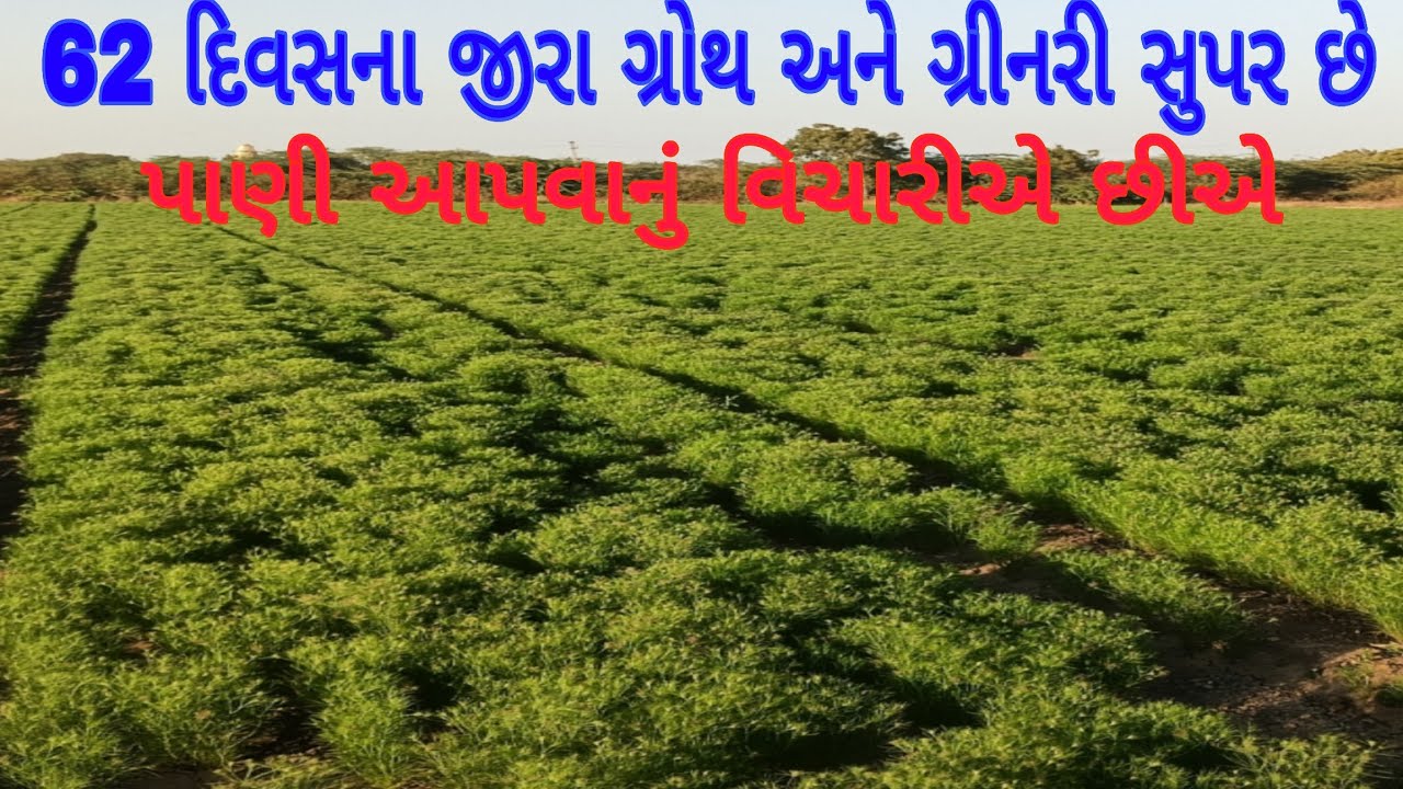 62 દિવસના જીરા, જીરા માં ગ્રીનરી અને ગ્રોથ કંઈક અલગ છે, જીરા બજાર, jeera price, unzha market,jiru