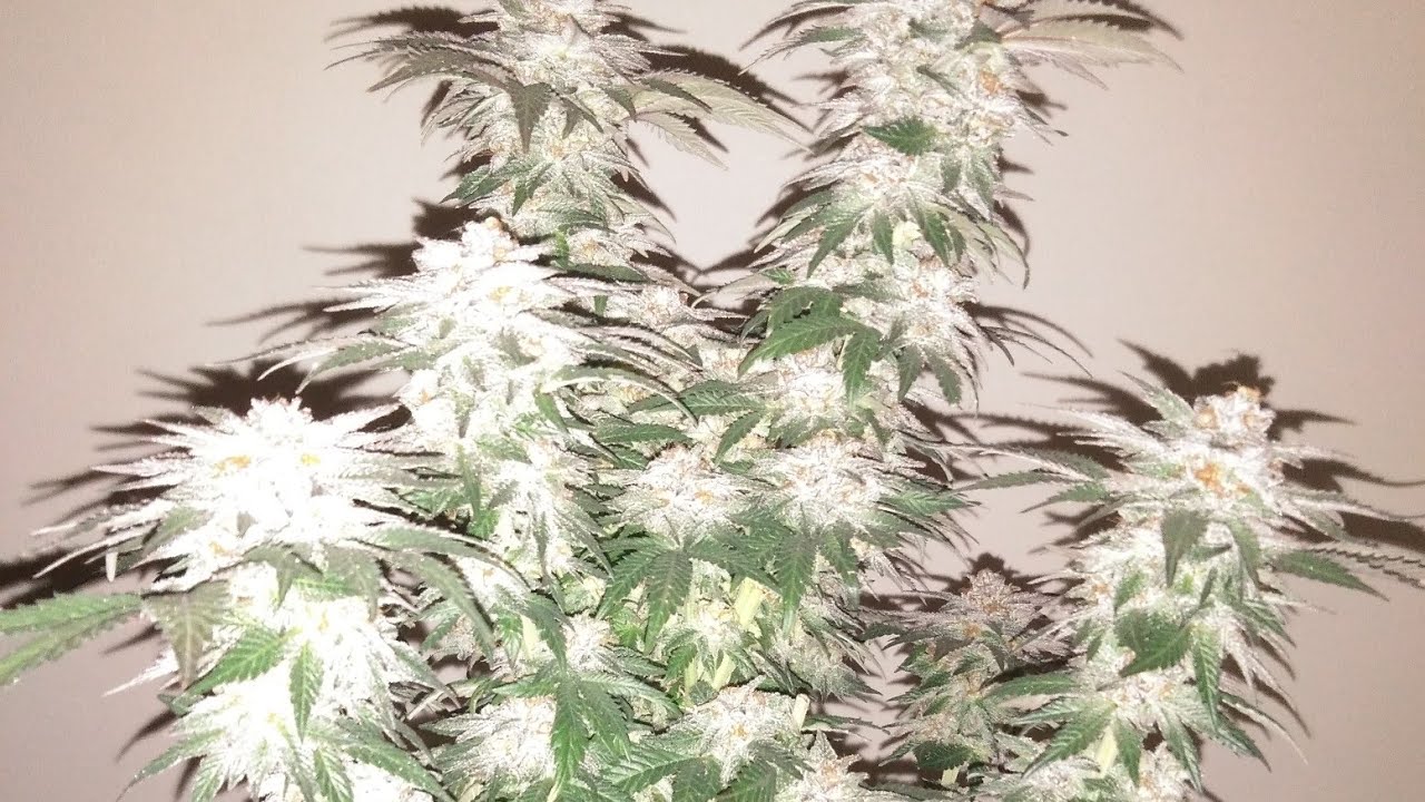 BARNEY'S WATERMELON 🍉 ZKITTLES